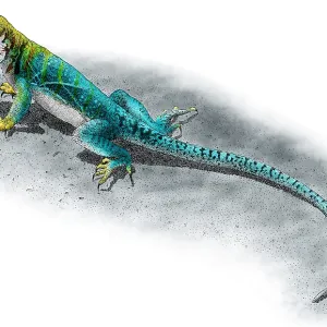 Collared Lizard Print - Colorized pen and ink illustration