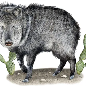 Kragenwildschwein