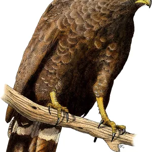 Common Black Hawk Print Common Black Hawk Print