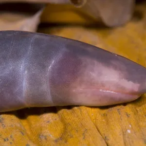 Congo Caecilian Print, Male, Cameroon Congo Caecilian Print, Male, Cameroon