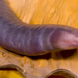 Congo Caecilian Female Print Congo Caecilian Female Print