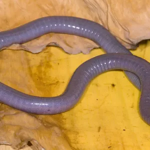 Congo Caecilian Print Congo Caecilian Print