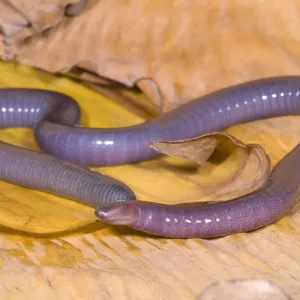 Congo Caecilian Print Congo Caecilian Print