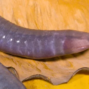 Congo Caecilian Female Print Congo Caecilian Female Print