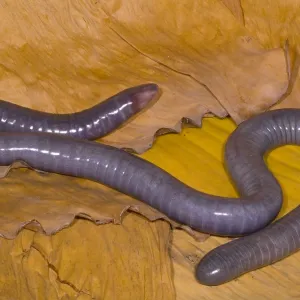 Female Congo Caecilian Print Female Congo Caecilian Print