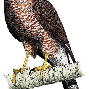 Cooper's Hawk Print Cooper's Hawk Print
