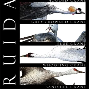 Cranes of the World Print Cranes of the World Print
