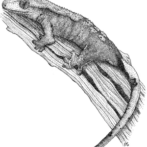 Kammgecko Kammgecko