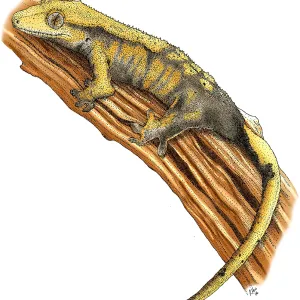 Kammgecko Kammgecko