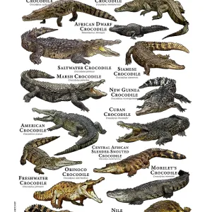 Scientifically Accurate Crocodile Print Featuring 12 Species Scientifically Accurate Crocodile Print Featuring 12 Species