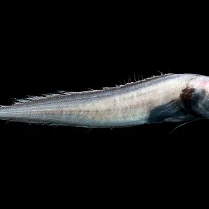Cusk Eel Print, Gulf of Mexico Depth 600-200 meters Cusk Eel Print, Gulf of Mexico Depth 600-200 meters