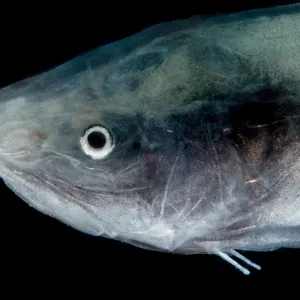 Cusk Eel Print, Gulf of Mexico Cusk Eel Print, Gulf of Mexico