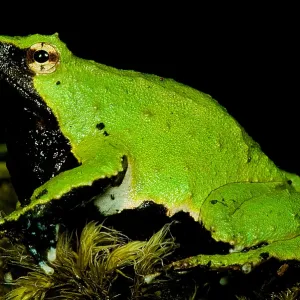 Print of Rhinoderma darwinii, a unique frog species Print of Rhinoderma darwinii, a unique frog species