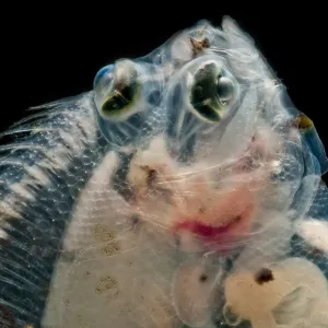 Tiefwasser-Dab Tiefwasser-Dab