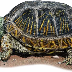 Desert Box Turtle Print Desert Box Turtle Print