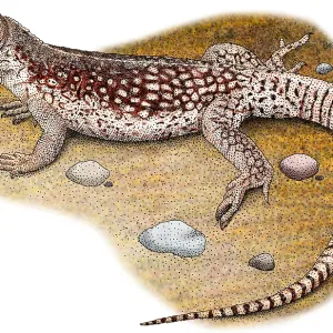Wüsten-Iguana Wüsten-Iguana