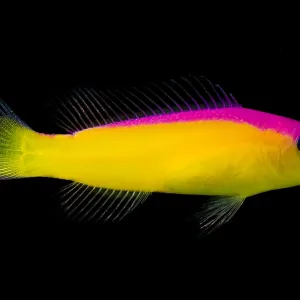 Diadema-Dottyback