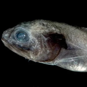 Digitate Cusk Eel Print Digitate Cusk Eel Print
