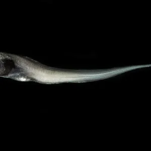 Digitate Cusk Eel Print - Deep-Sea Fish Digitate Cusk Eel Print - Deep-Sea Fish