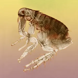 Dog Flea Print, 47.25x magnification Dog Flea Print, 47.25x magnification