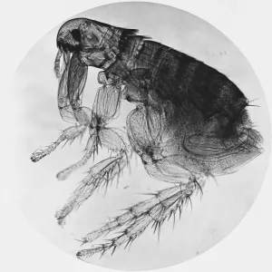 Dog Flea Print, 47.25x magnification, 5" x 7" light micrograph Dog Flea Print, 47.25x magnification, 5" x 7" light micrograph