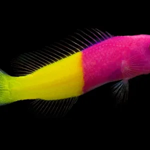 Dottyback
