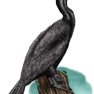 Double Crested Cormorant Print, Phalacrocorax auritus