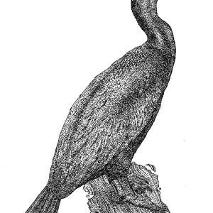 Double-Crested Cormorant Print - Pen and Ink Illustration