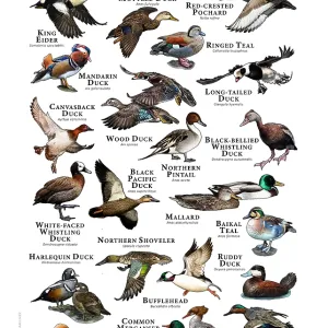 Ducks of the World Print: A Colorful Collection of 20+ Species