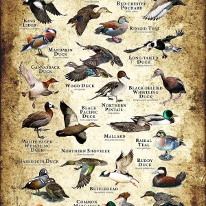 Ducks of the World Print: A colorful collage featuring 20+ duck species Ducks of the World Print: A colorful collage featuring 20+ duck species