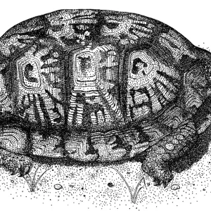 Eastern Box Turtle Print - Terrapene carolina carolina Illustration Eastern Box Turtle Print - Terrapene carolina carolina Illustration