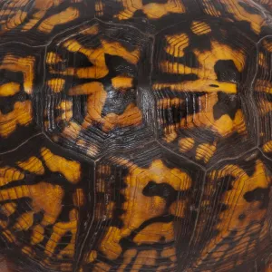 Eastern Box Turtle Shell Print Eastern Box Turtle Shell Print