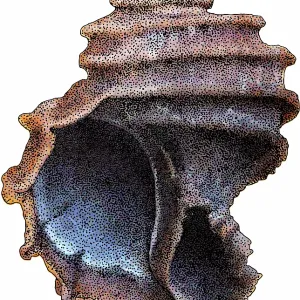 Ekphora