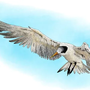 Elegant Tern Print Elegant Tern Print