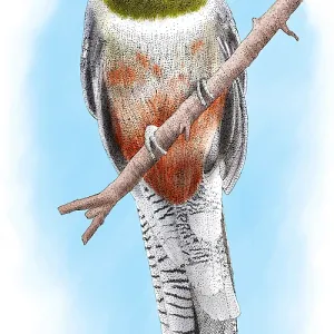 Elegant Trogon Male Print Elegant Trogon Male Print