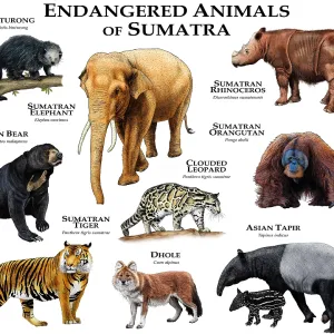 Sumatra Endangered Animals Print
