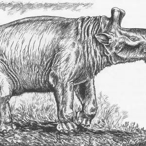 Eobasileus Cornutus Print Eobasileus Cornutus Print