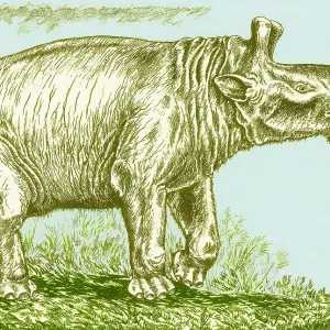 Eobasileus Cornutus Print Eobasileus Cornutus Print