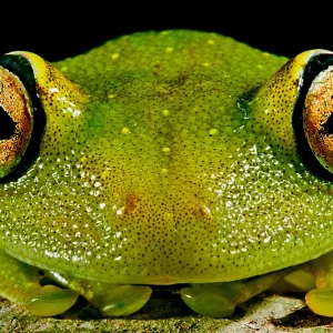 Eye-ringed Bushfrog Print