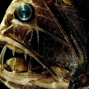 Fangtooth Fangtooth