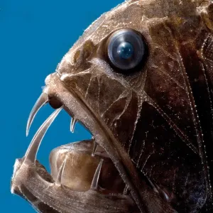 Fangtooth Fangtooth
