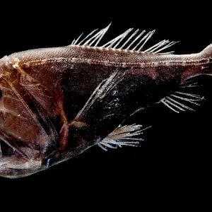 Fangtooth Fangtooth