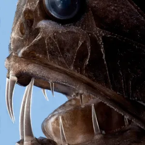 Fangtooth Fangtooth