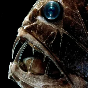 Fangtooth Fangtooth