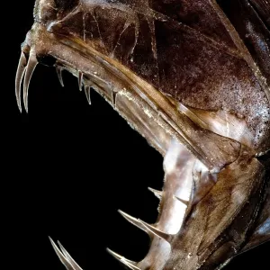 Fangzahnfisch Fangzahnfisch
