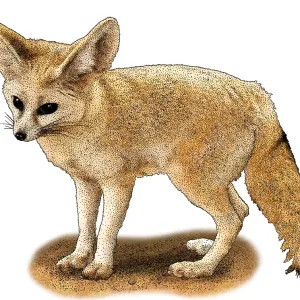 Renard fouine du Sahara Renard fouine du Sahara
