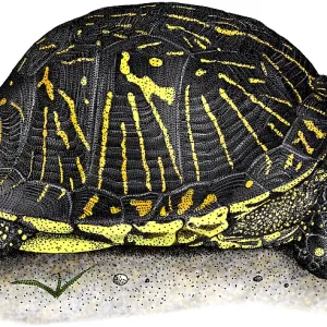 Florida Box Turtle Print (Terrapene carolina bauri) Florida Box Turtle Print (Terrapene carolina bauri)