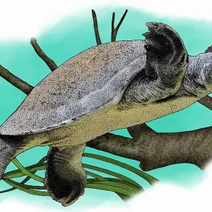 Fly River Turtle Print Fly River Turtle Print