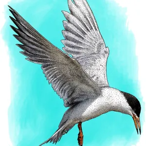 Forsters Tern Forsters Tern