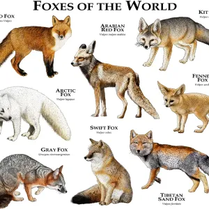 Foxes of the World Print: A Collection of Various Fox Species Foxes of the World Print: A Collection of Various Fox Species